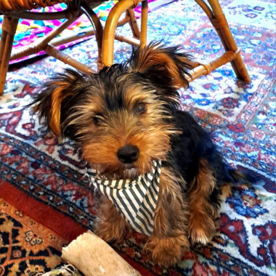 Van Baelen, Cora Cora Van Baelen