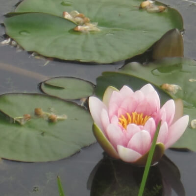 Mindfulness Mindfulness