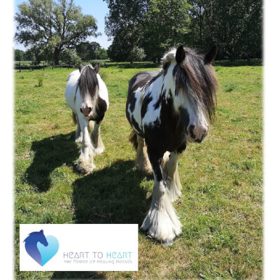 Van Hees, Godelieve Godelieve Van Hees