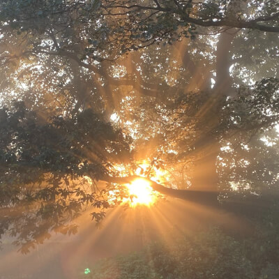 Katrien Van de Walle