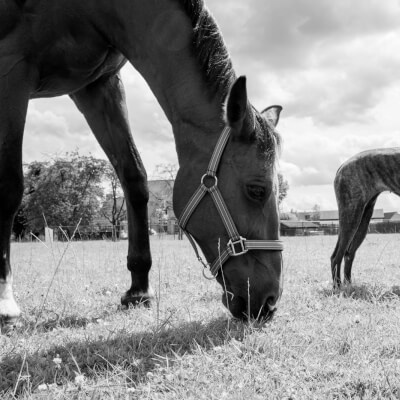 Magon, Sofie Sofie Magon