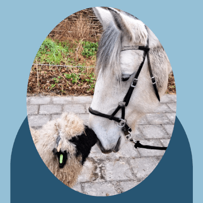 Meander, Hippotherapie Hippotherapie Meander