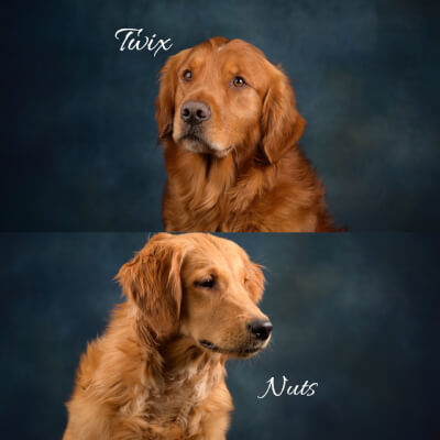 Jambon, Lies Lies Jambon