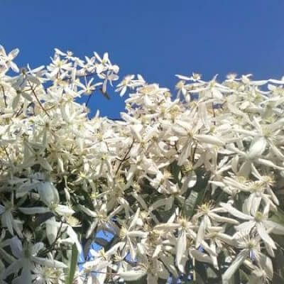 deboeck, stijn stijn deboeck