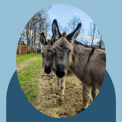 Meander, Hippotherapie Hippotherapie Meander