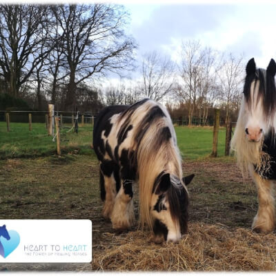 Van Hees, Godelieve Godelieve Van Hees