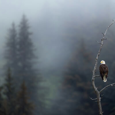 Vens, Floor Floor Vens