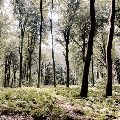 Dissenbergen, Mountschia Mountschia Dissenbergen