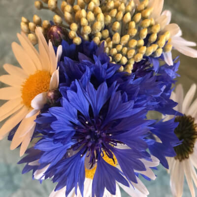 Cluckers, Kristien Kristien Cluckers