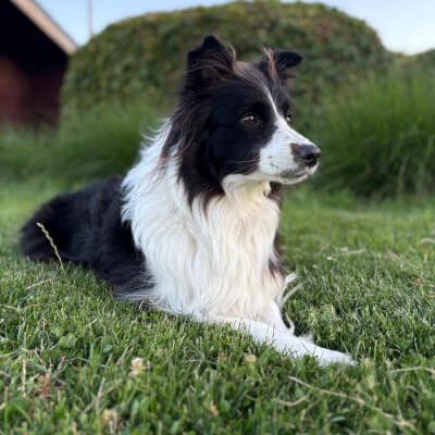 Honings, Leen Leen Honings