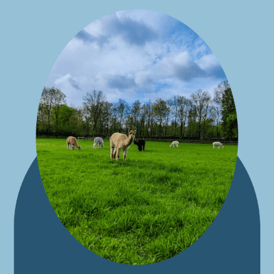 Meander, Hippotherapie Hippotherapie Meander