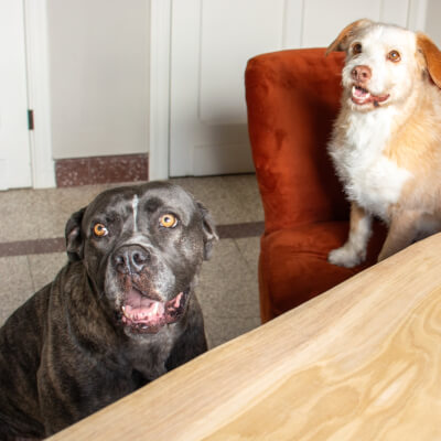 Magon, Sofie Sofie Magon