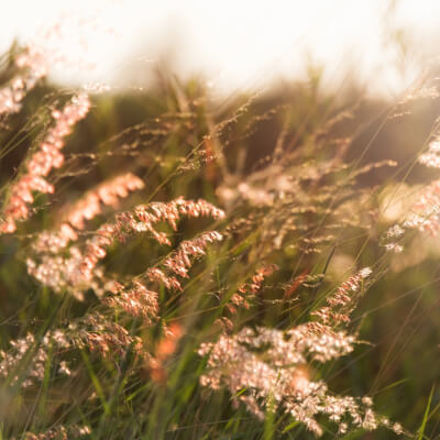 Servayge, Vanessa Vanessa Servayge