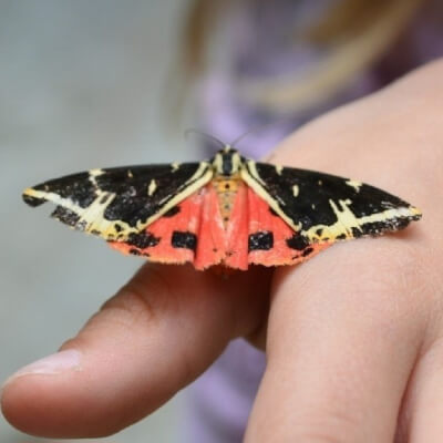 Quintens, Lies Lies Quintens